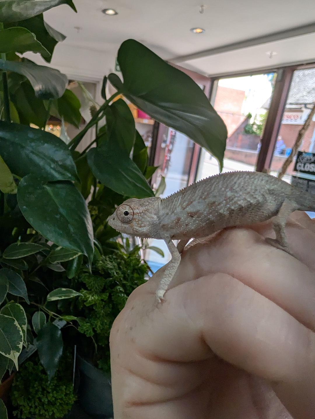 Panther Chameleon "Ambanja"- Furcifer pardalis