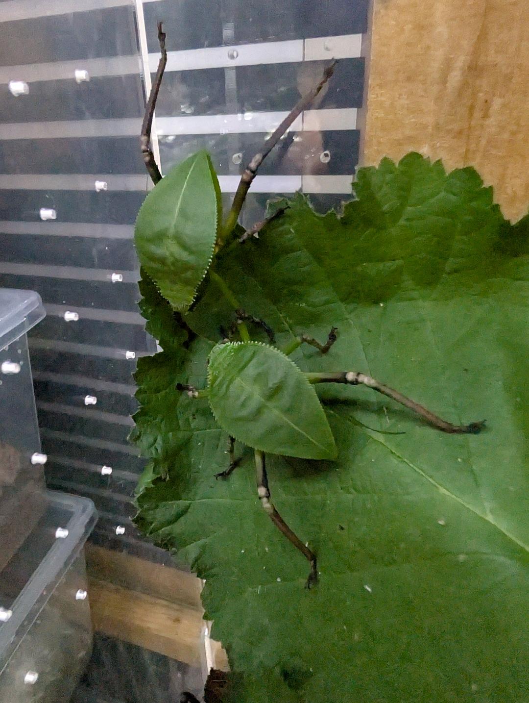 Giant Hooded Katydid
