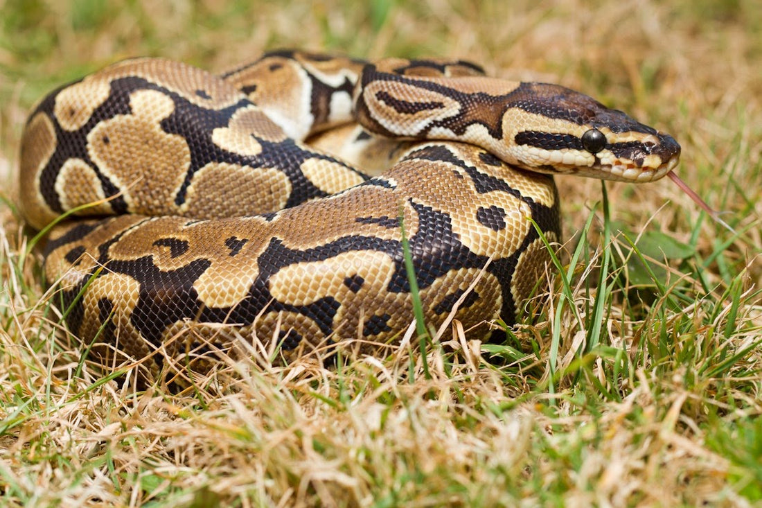 The Biggest Mistakes New Reptile Owners Make (And How to Avoid Them)
