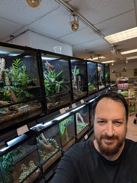 How to Choose a Reptile Shop in Leicestershire