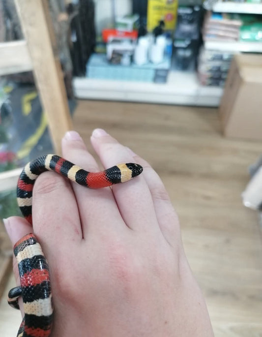 CB24 Apricot Puebian Milk Snake