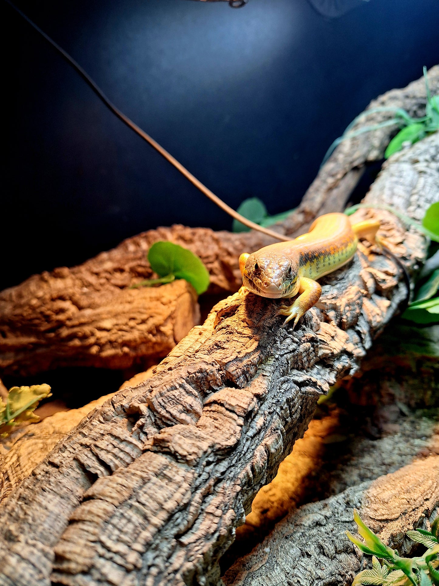 WC Berber Skink (Eumeces Scheideri)