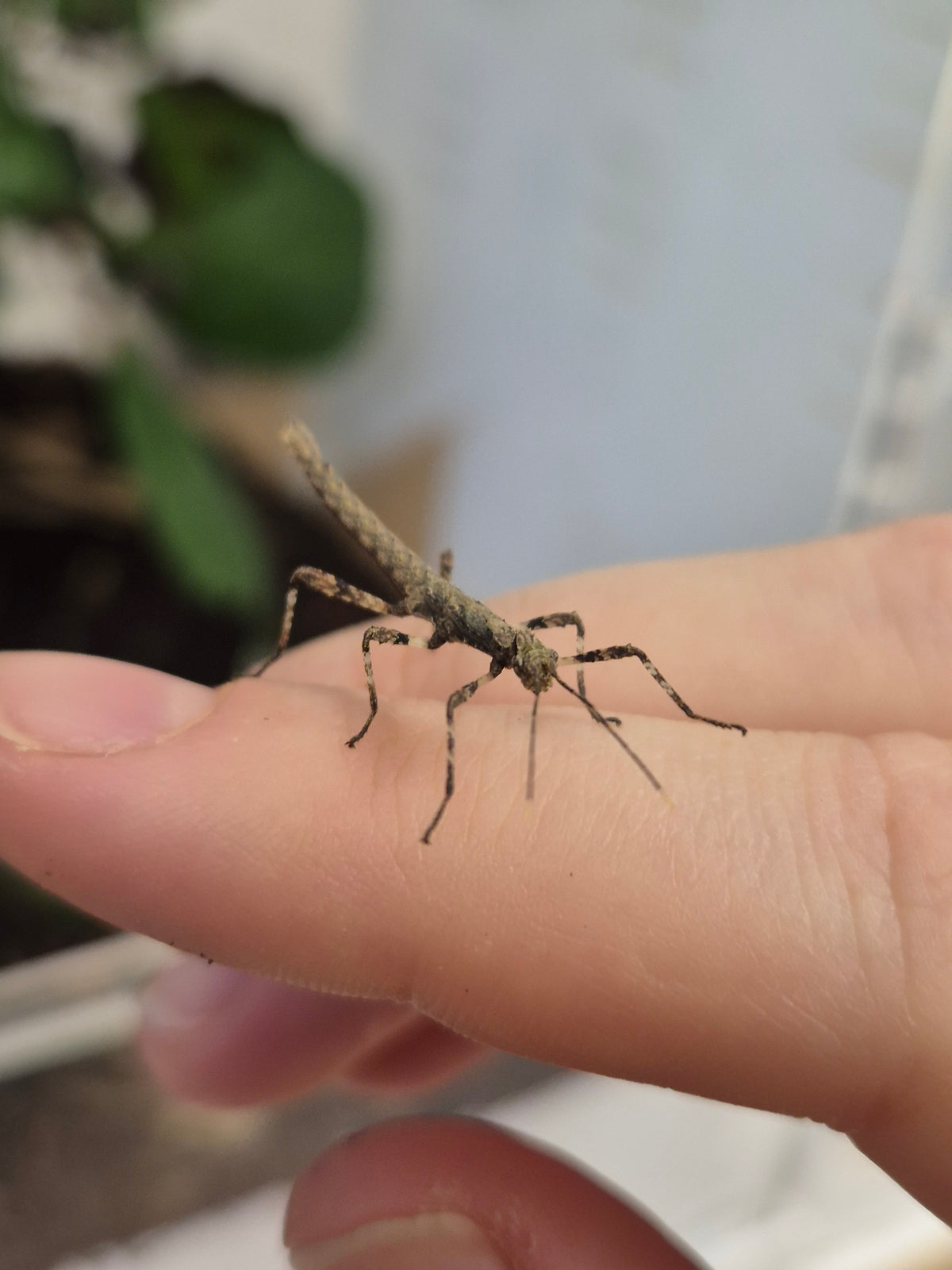 Summer Stick Insect CB Sunny Stick Insect – Riverview Reptiles