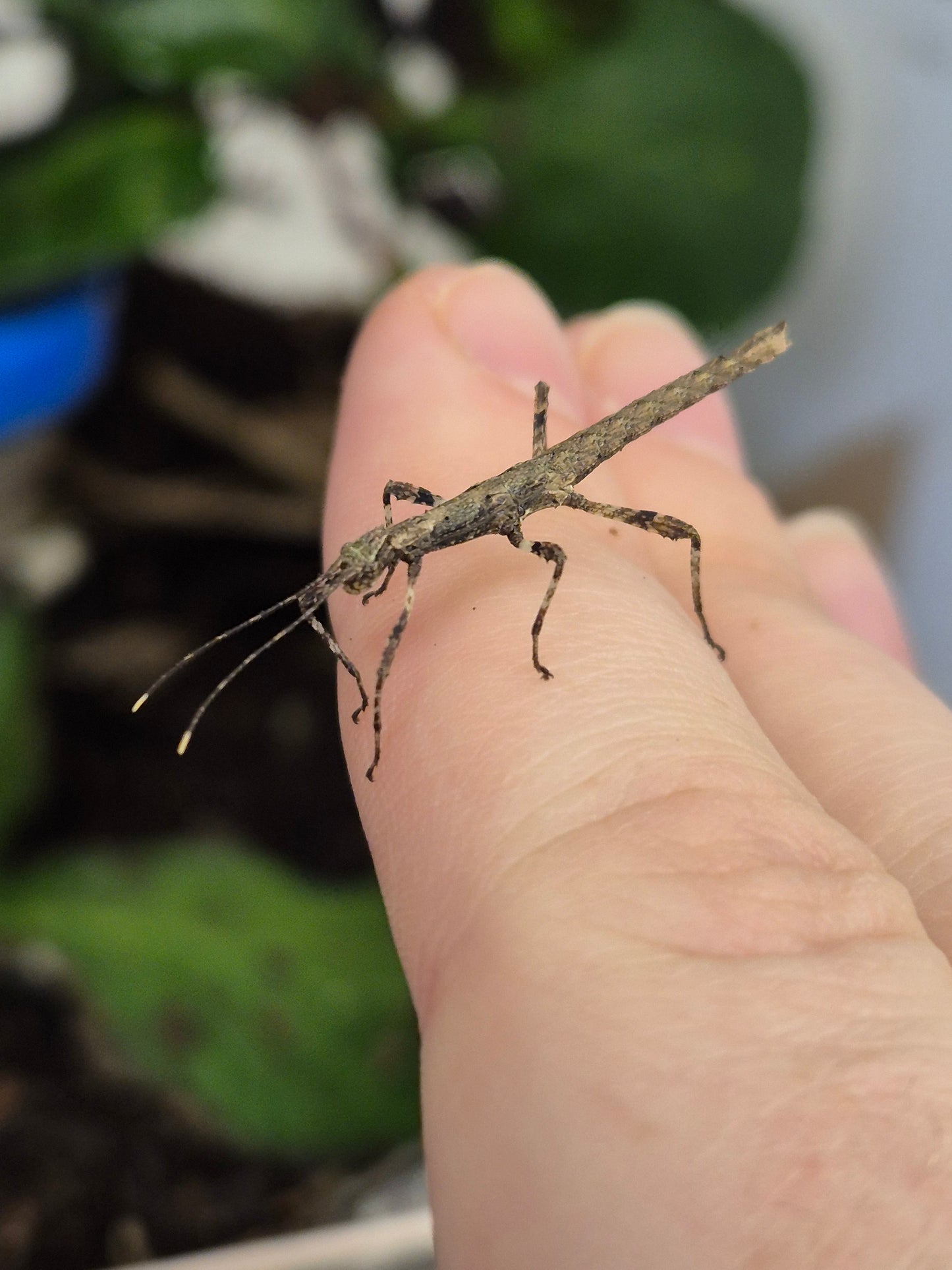 Sunny Stick Insect