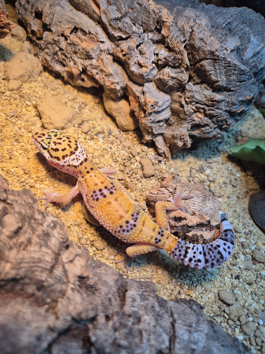 CB26 Leopard gecko
