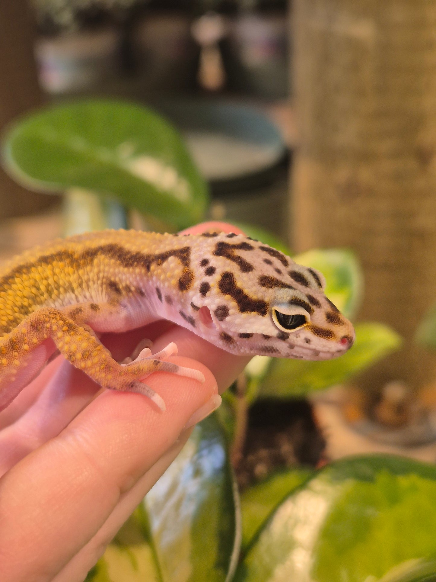 CB26 Reverse Stripe Leopard Gecko