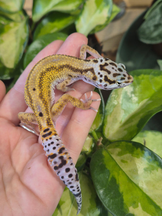 CB26 Reverse Stripe Leopard Gecko
