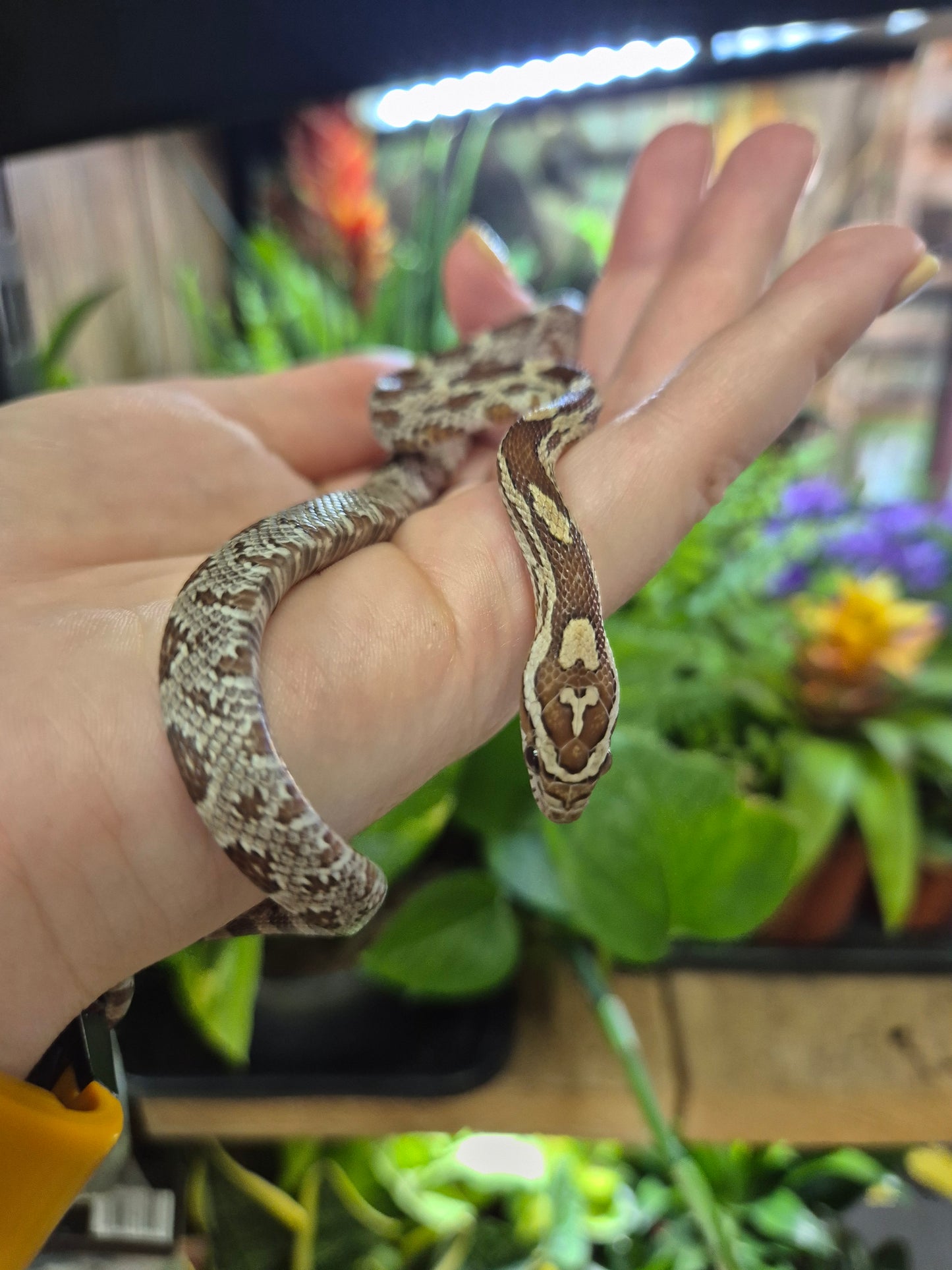 Gold Dust Corn Snake - Pantherophis guttatus