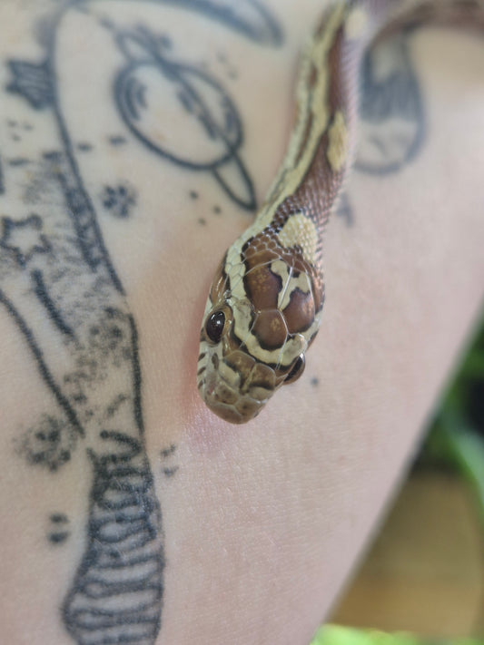 Gold Dust Corn Snake - Pantherophis guttatus