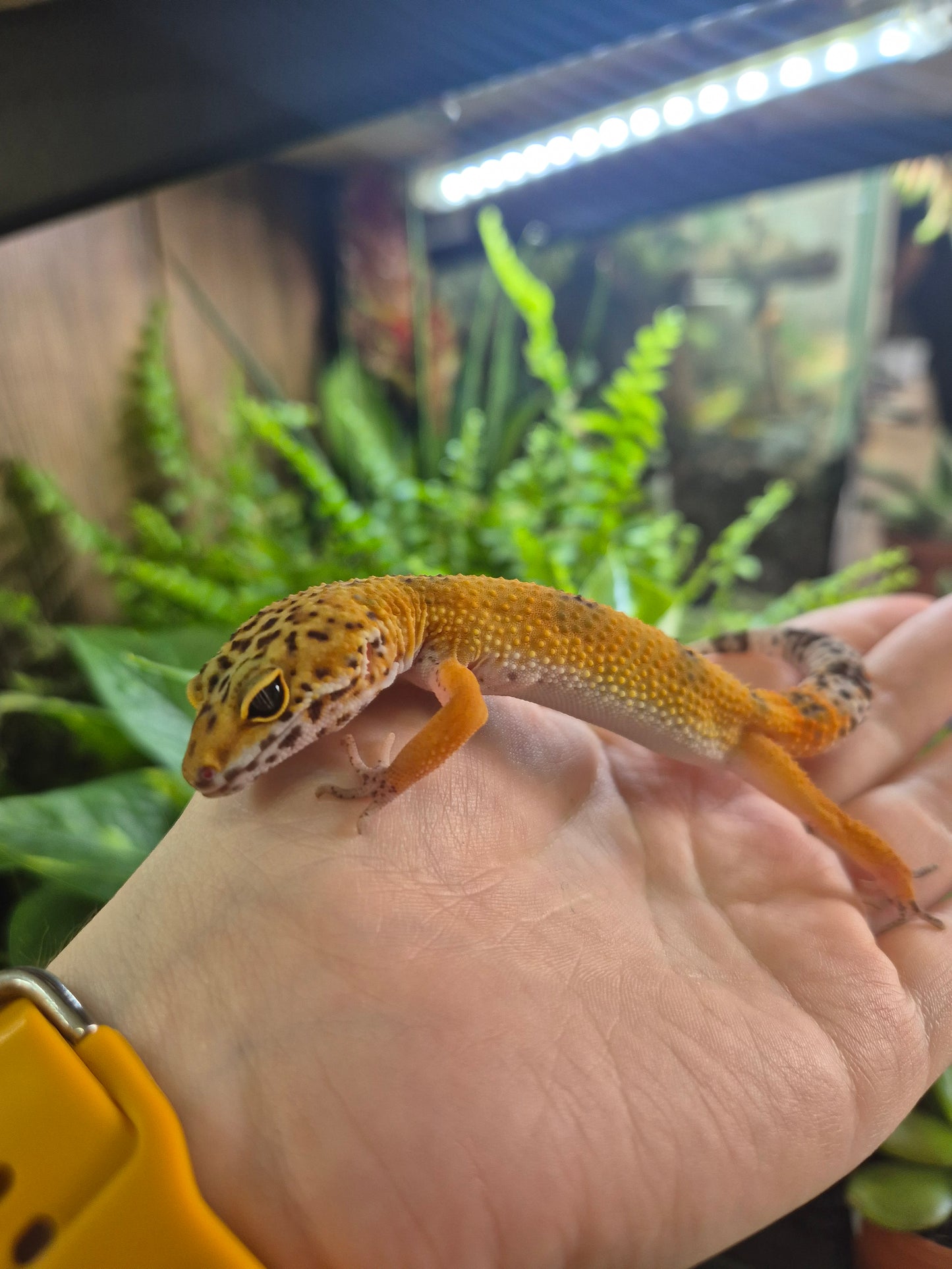 CB26 Leopard Gecko (Normal Morph)