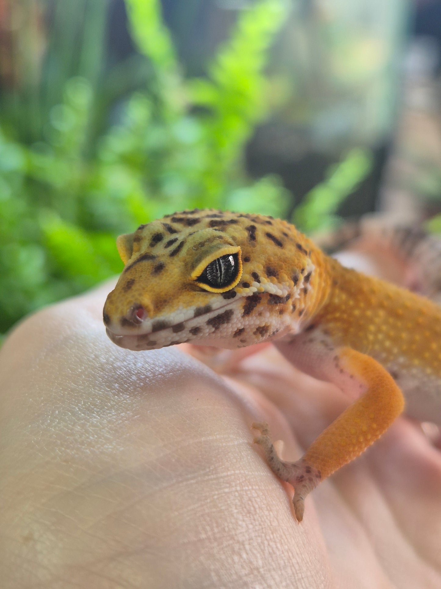 CB26 Leopard Gecko (Normal Morph)