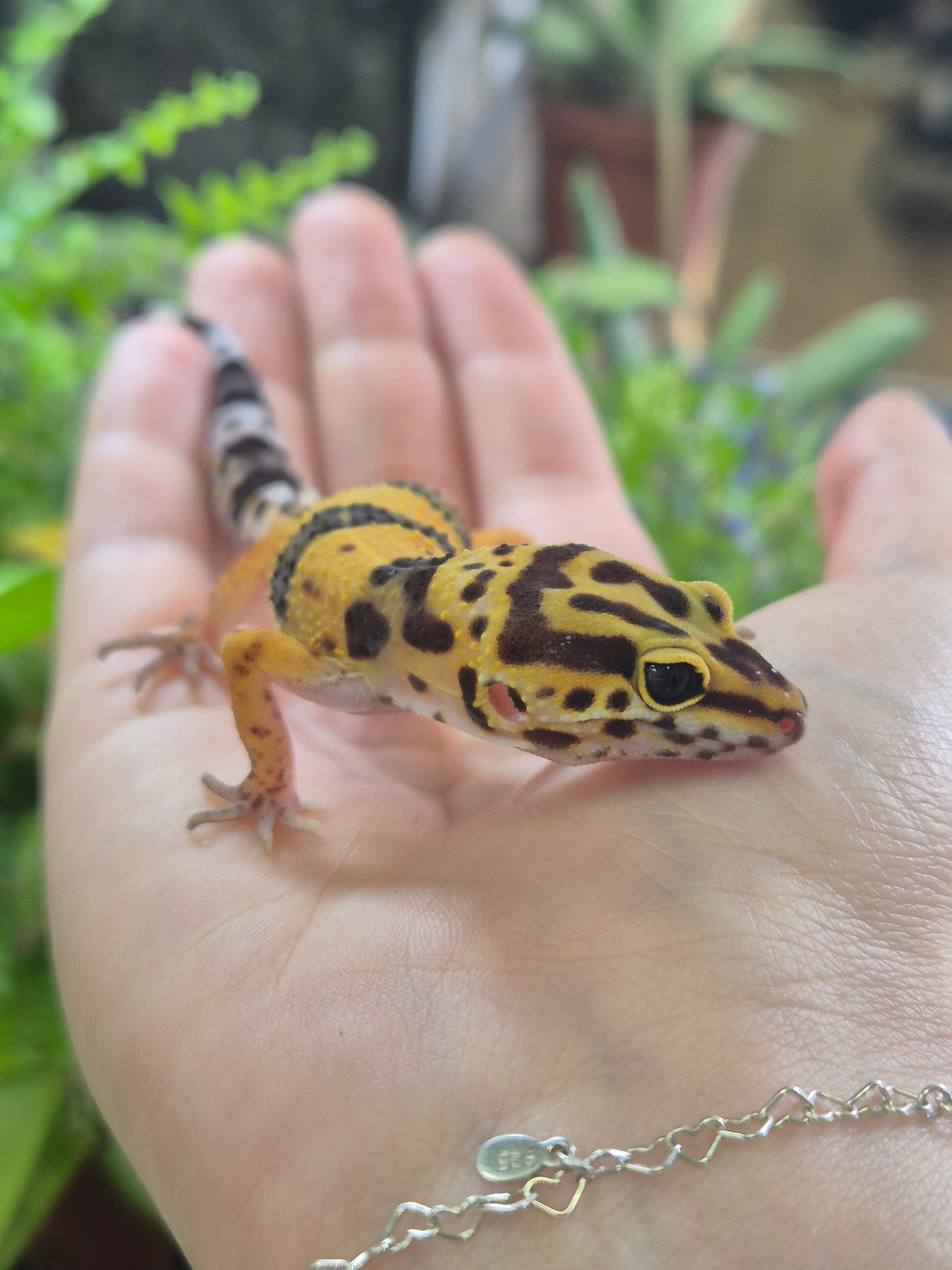 CB26 Leopard Gecko (Normal Morph)