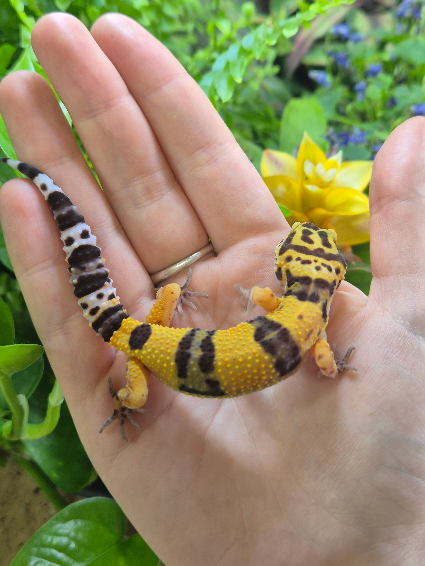CB26 Leopard Gecko (Normal Morph)