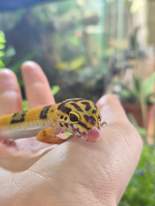 CB26 Leopard Gecko (Normal Morph)