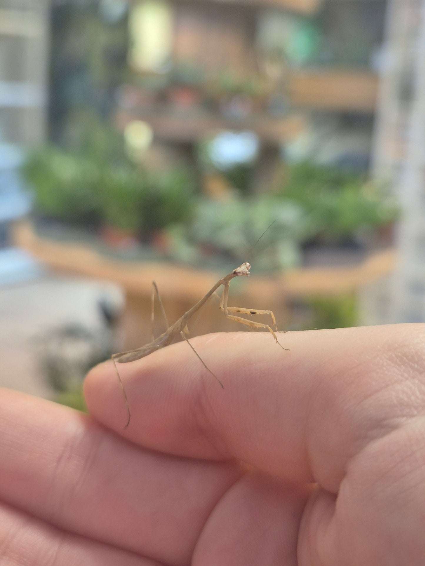 CB Vietnam Stick Mantis - Phasmomantella nuichuana