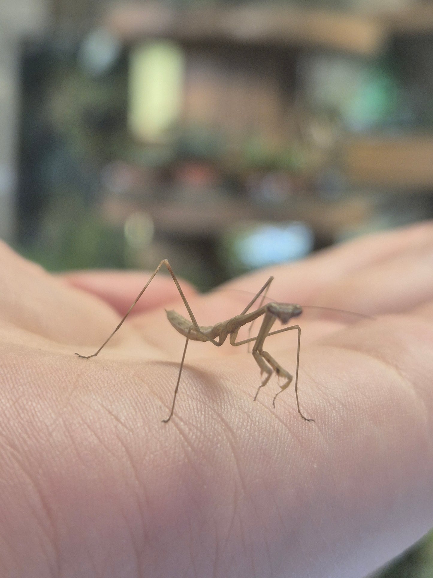 CB Vietnam Stick Mantis - Phasmomantella nuichuana