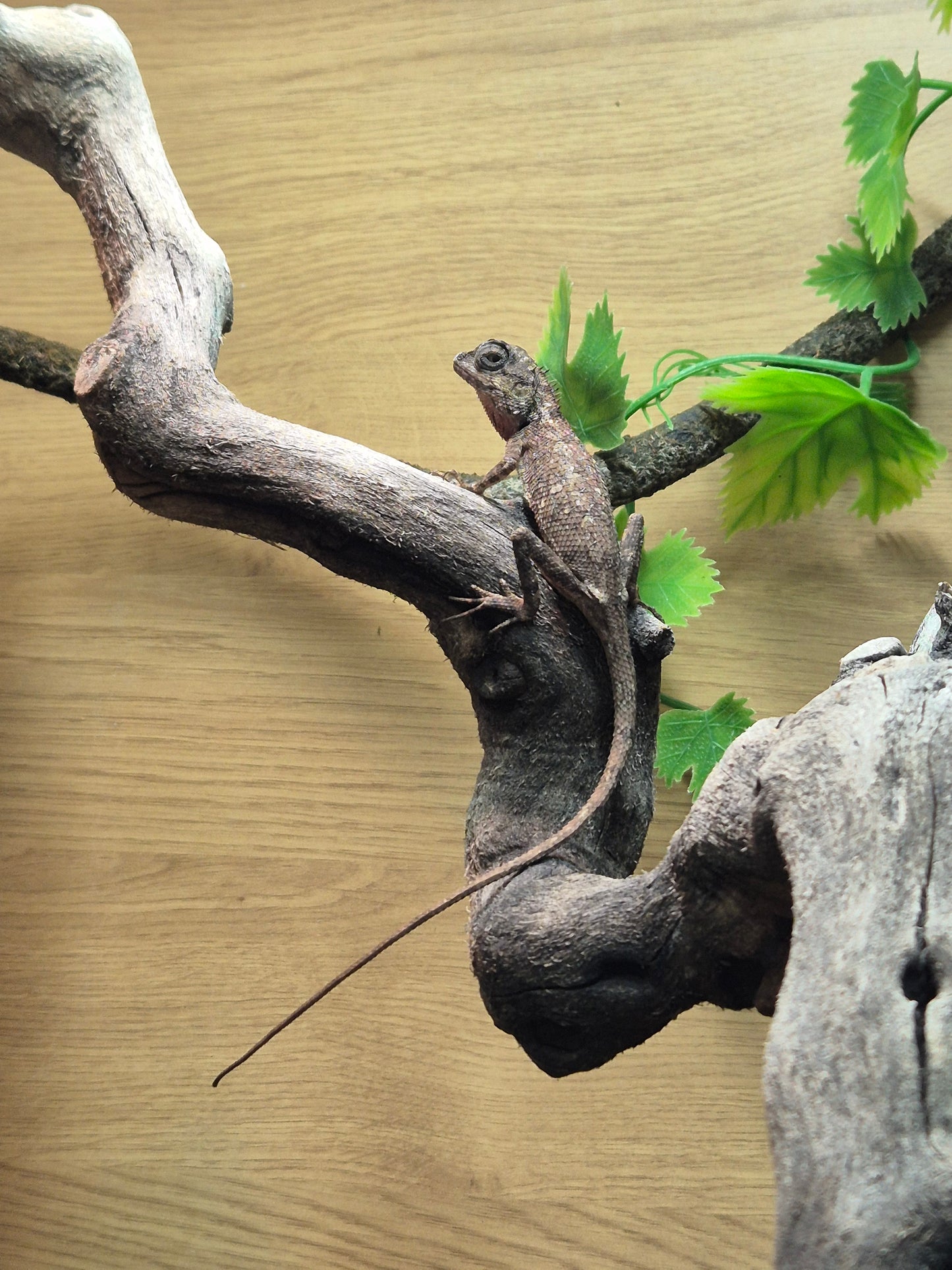 Cochinchina Lizard (Calotes bachae)