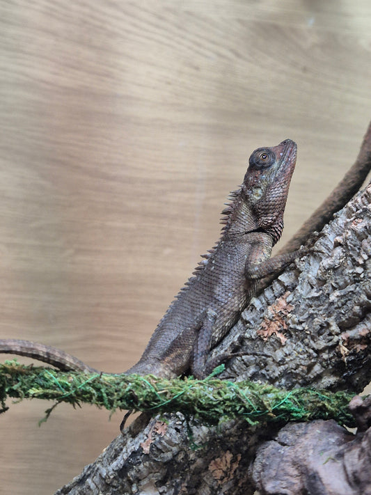 (Pair) Cochinchina Lizards (Calotes bachae)