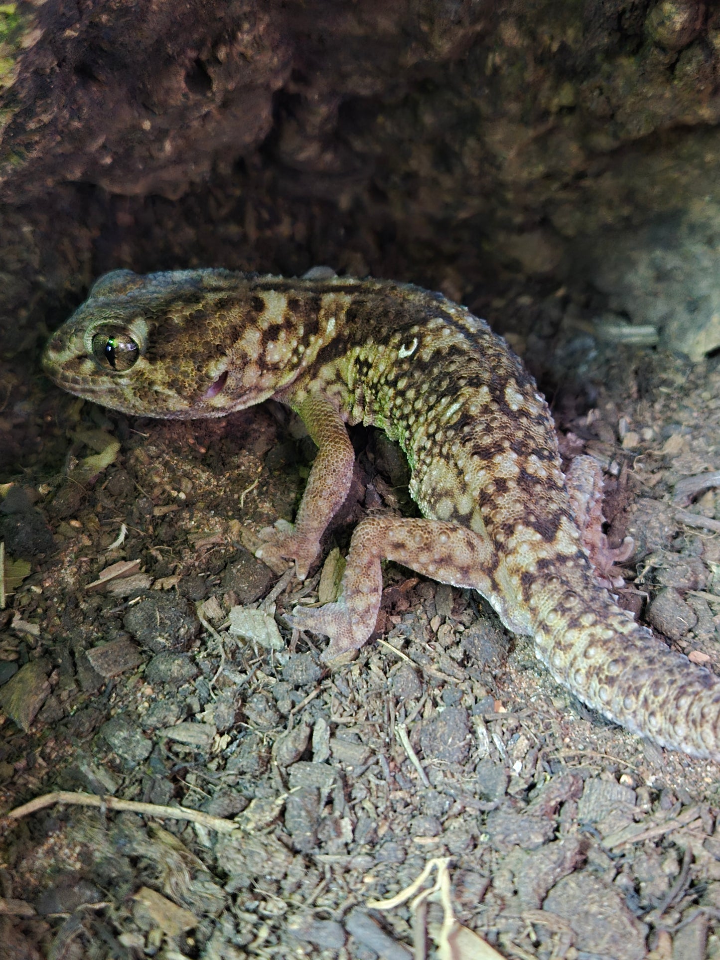 Namibian Giant Ground Gecko (Chonfrofactylus angulifer)