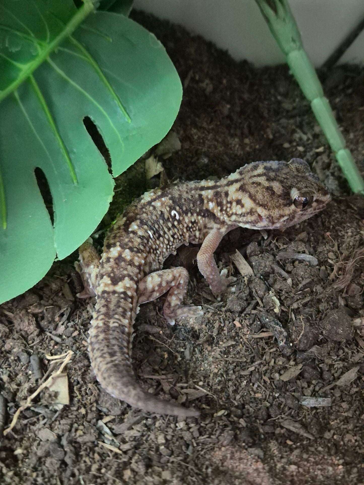 Namibian Giant Ground Gecko (Chonfrofactylus angulifer)
