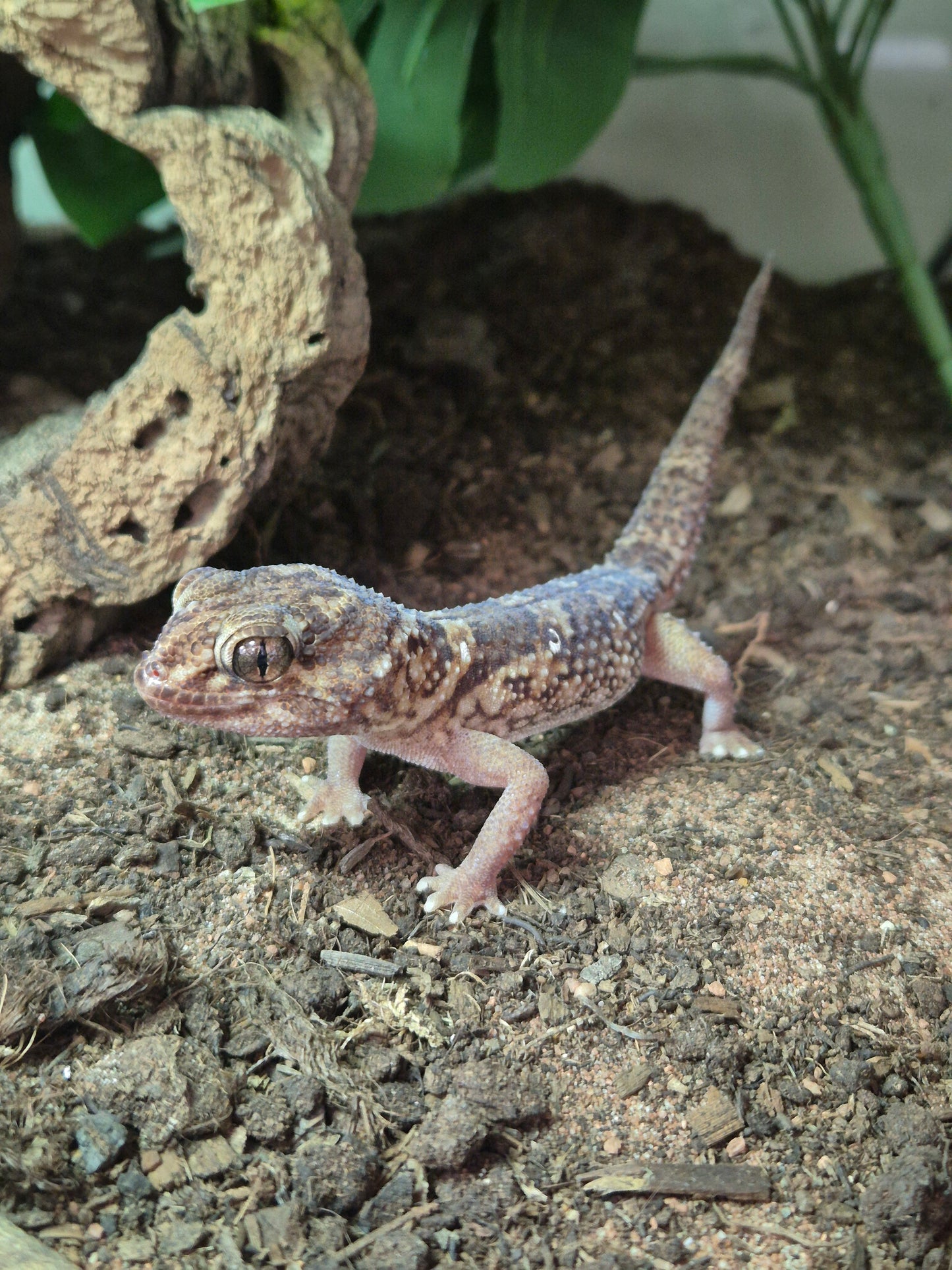 Namibian Giant Ground Gecko (Chonfrofactylus angulifer)