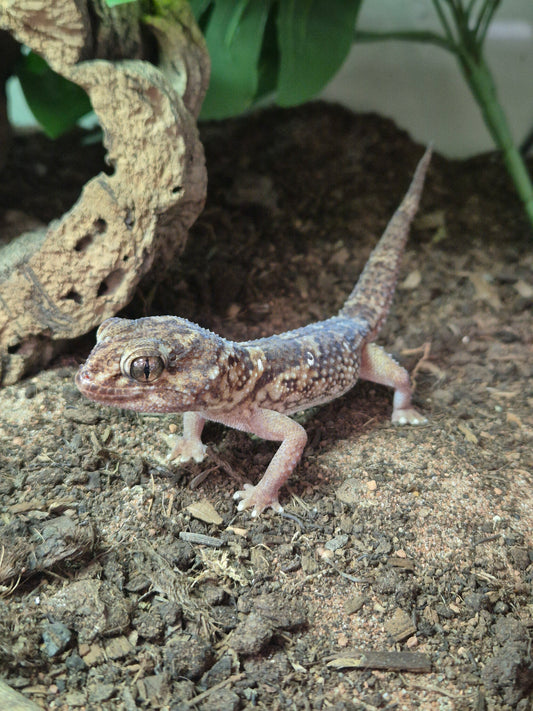 Namibian Giant Ground Gecko (Chonfrofactylus angulifer)
