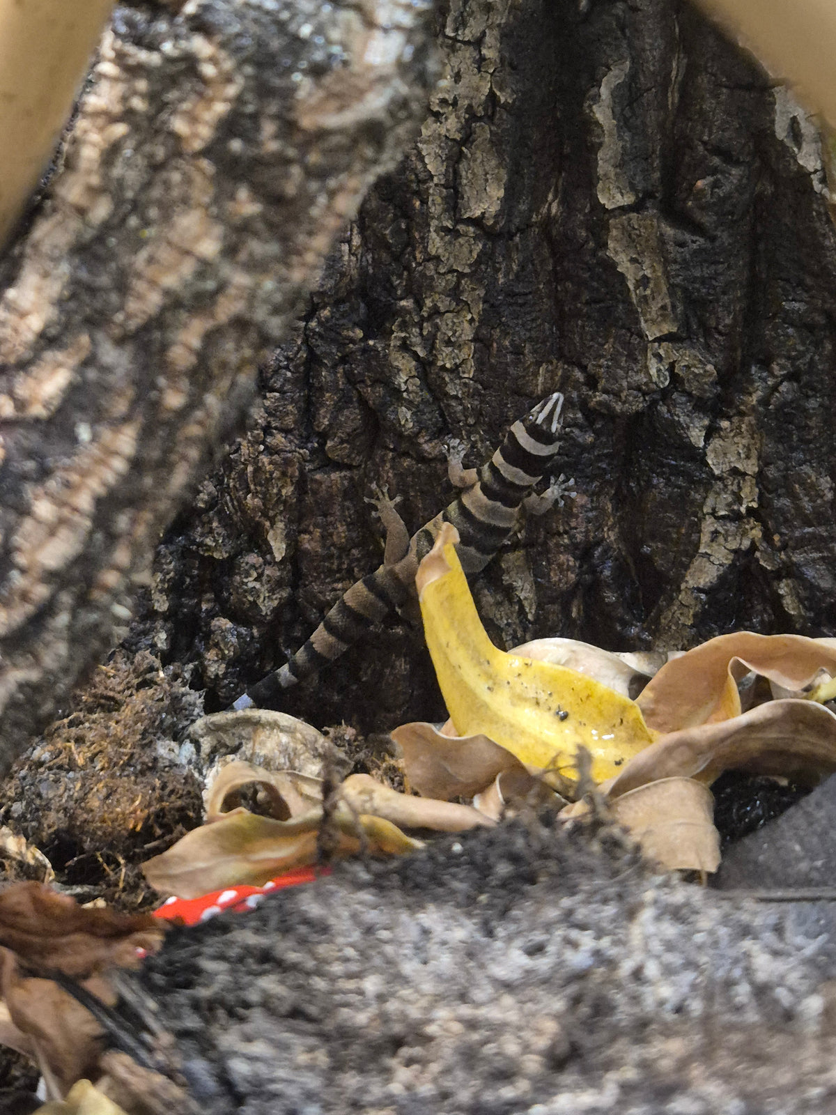 CB22 Cuban Banded Geckos (Breeding Pair) (Sphaerodactylus torrei)
