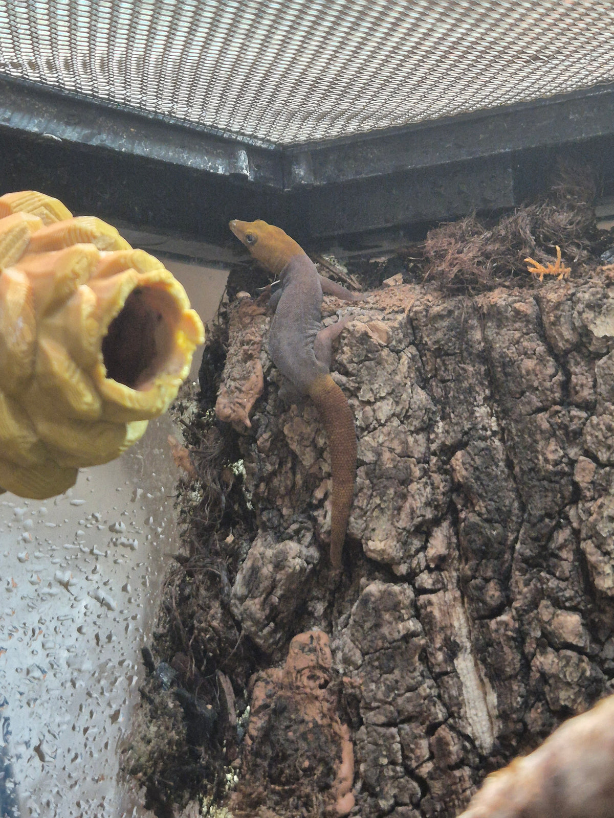 CB22 Cuban Banded Geckos (Breeding Pair) (Sphaerodactylus torrei)