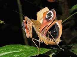 Malaysian Flower Mantis- Creobroter urbanus