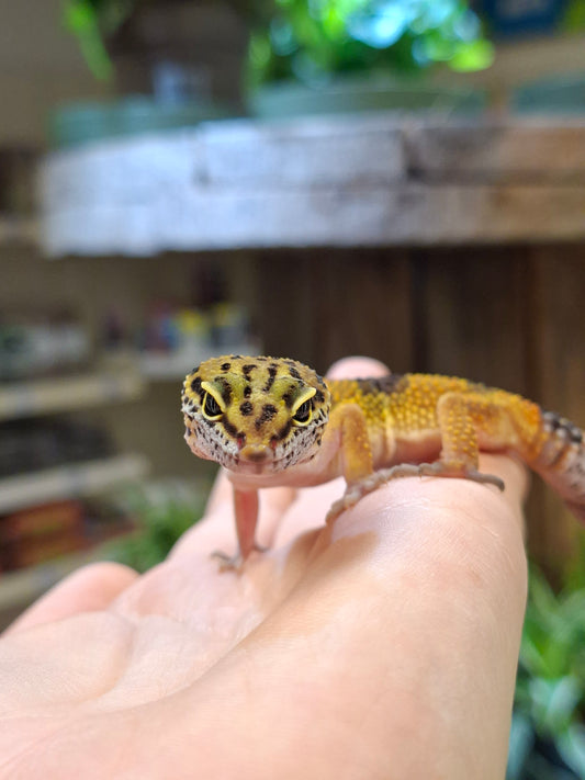 CB26 Leopard Gecko (Normal Morph) - Eublepharis macularius