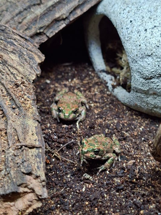 CB Moroccan Rock Toad - Bufo brongersmai