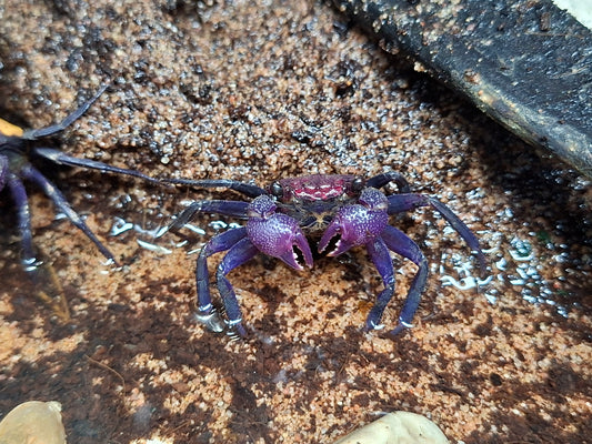 Vampire Crab - Geosesarma sp.