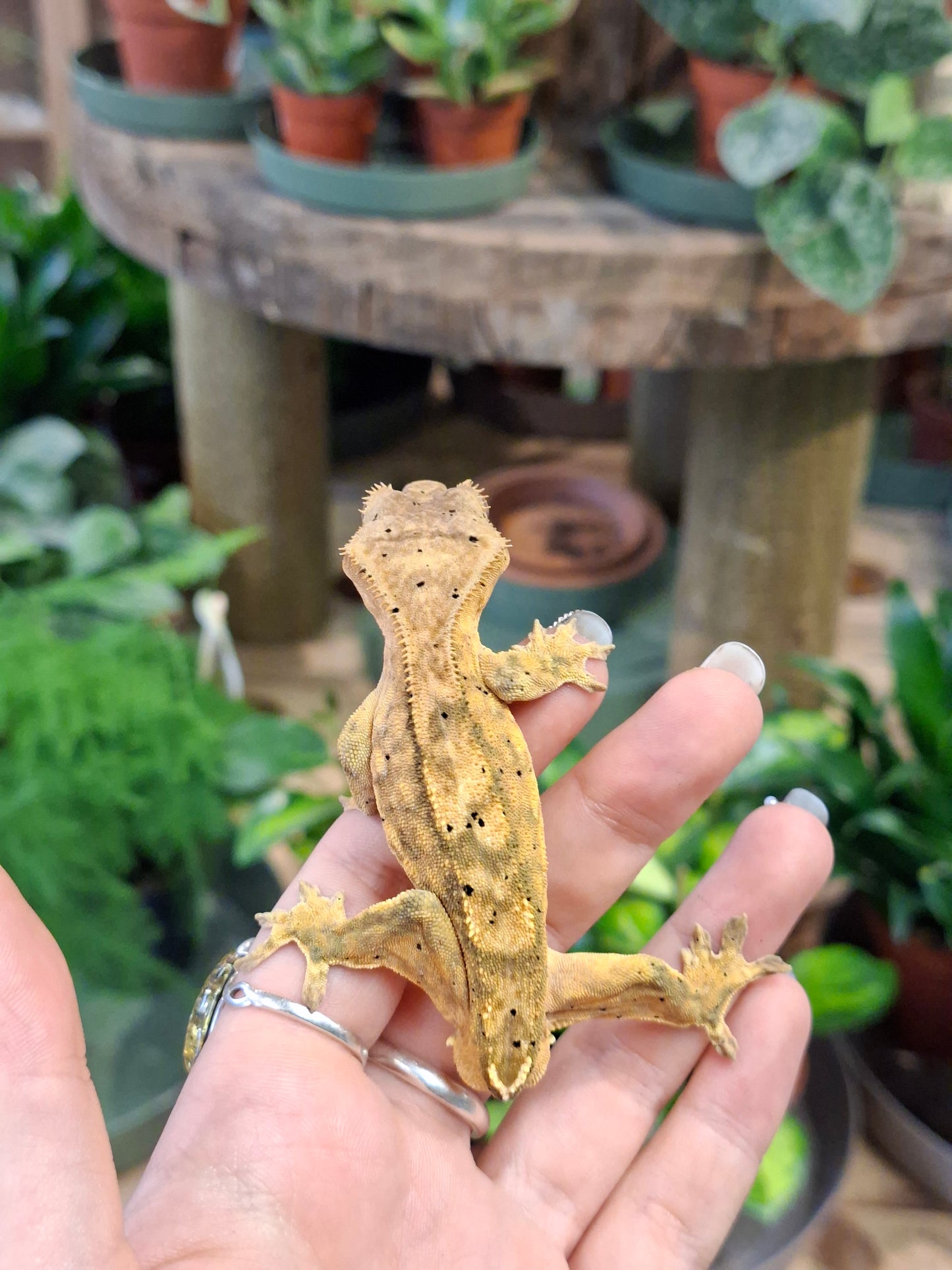 CB25 REHOMER Crested Gecko "Chip" - Correllophus cilliatus