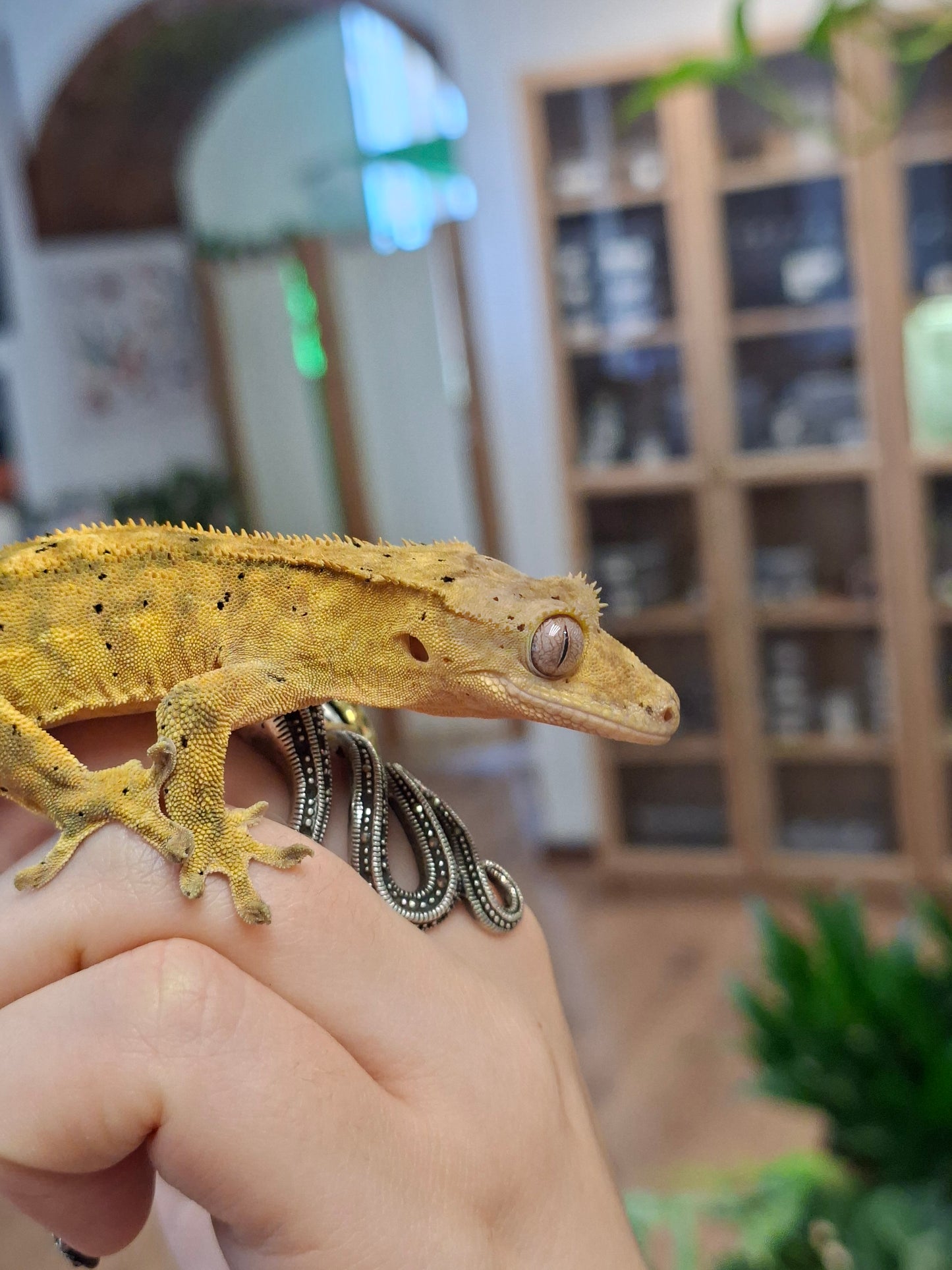 CB25 REHOMER Crested Gecko "Chip" - Correllophus cilliatus