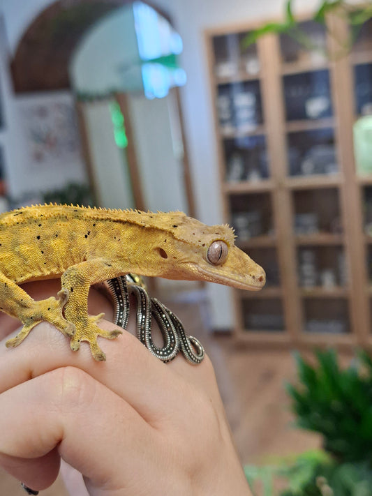 REHOMER Crested Gecko "Chip" - Correllophus cilliatus