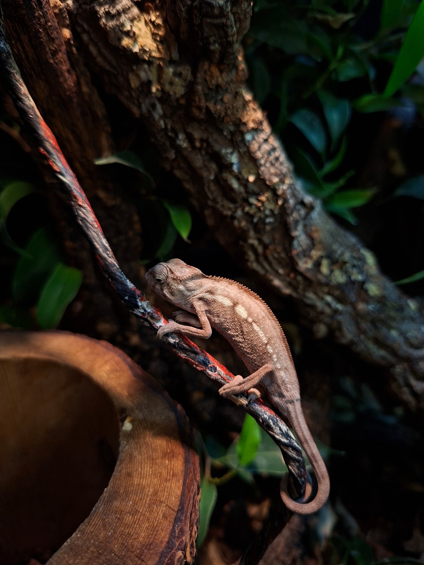 CB25 Female "Sambava" Panther Chameleon - Furcifer pardalis