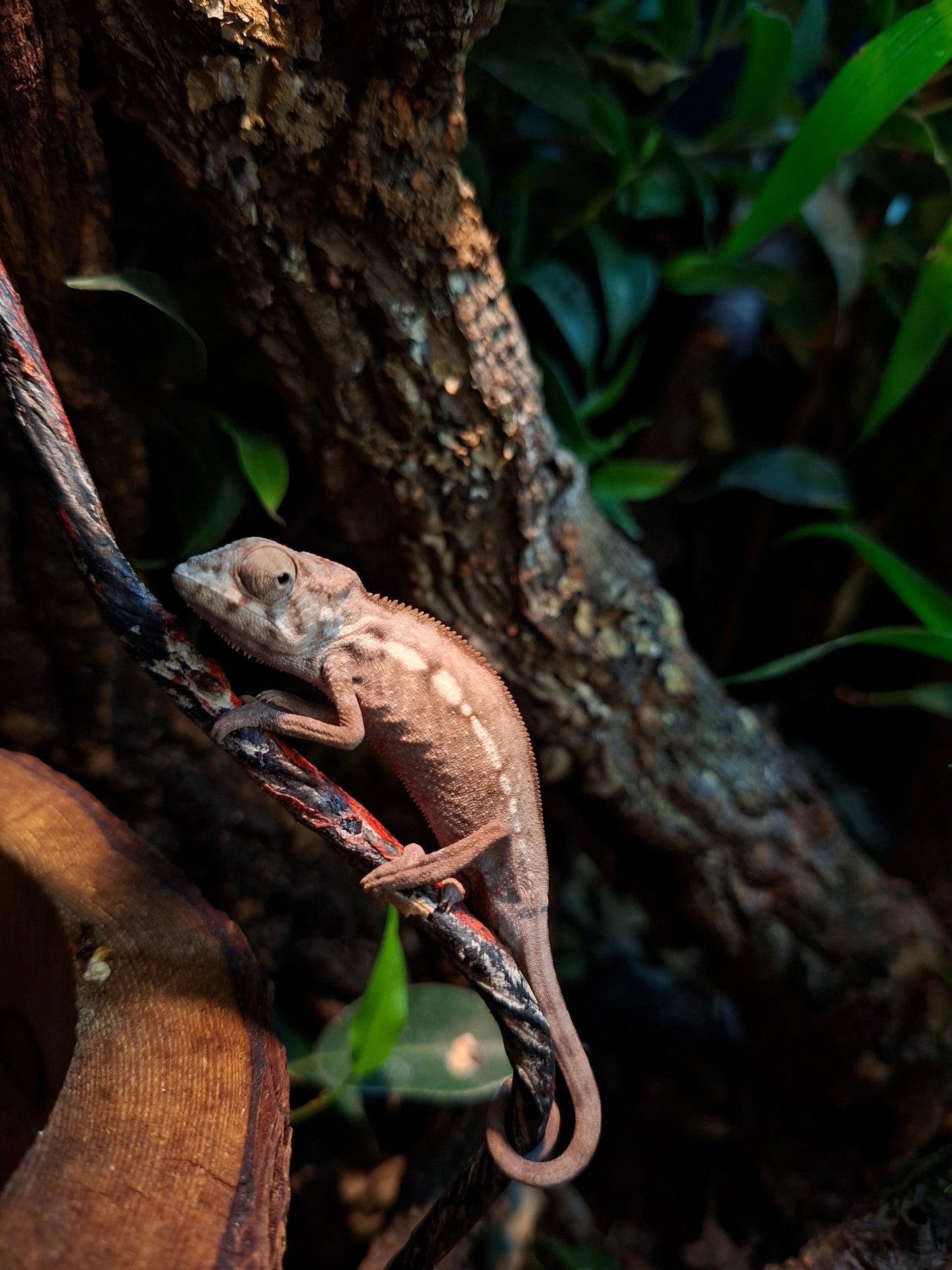 CB25 Female "Sambava" Panther Chameleon - Furcifer pardalis