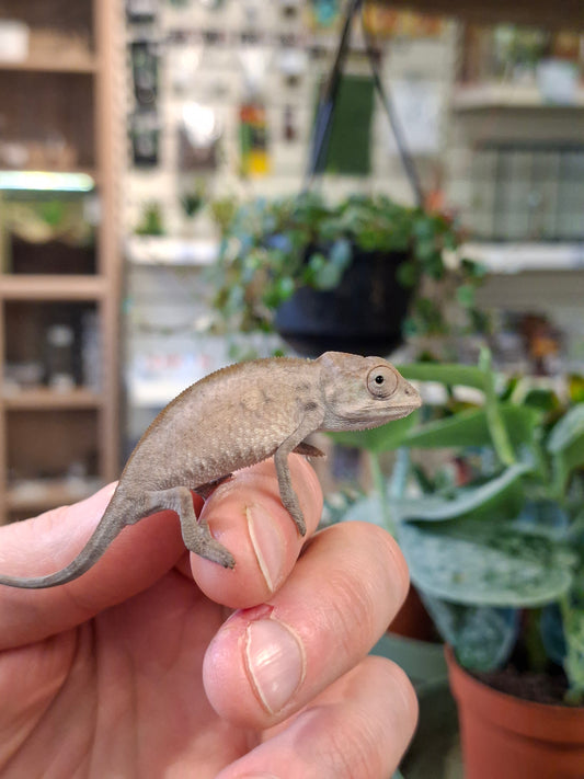 Female "Sambava" Panther Chameleon - Furcifer pardalis