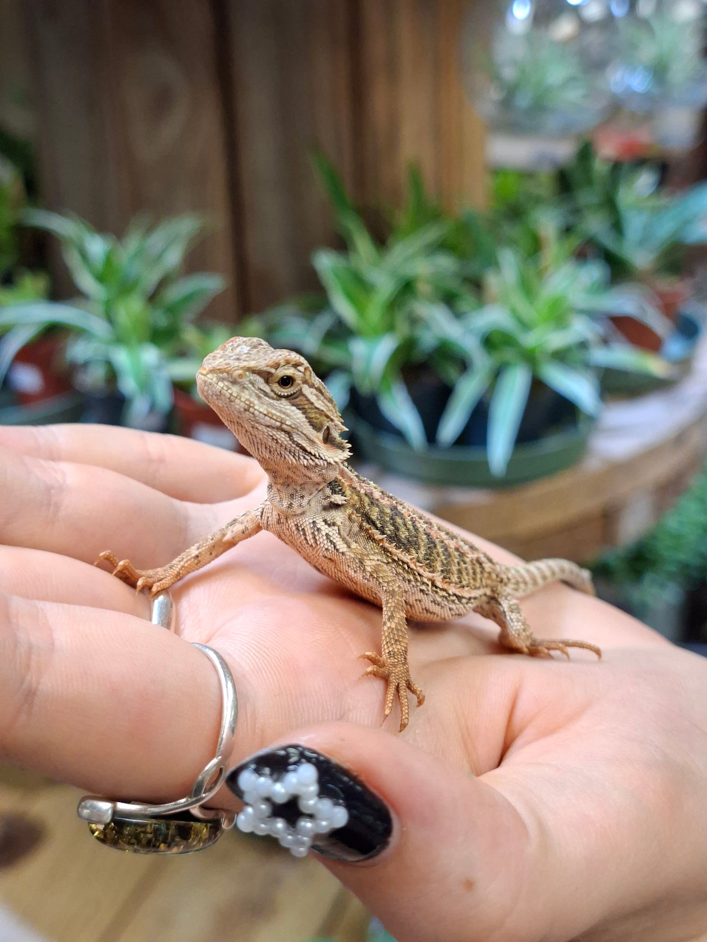 Bearded Dragon (Mixed Morphs) - Pogona vitticeps