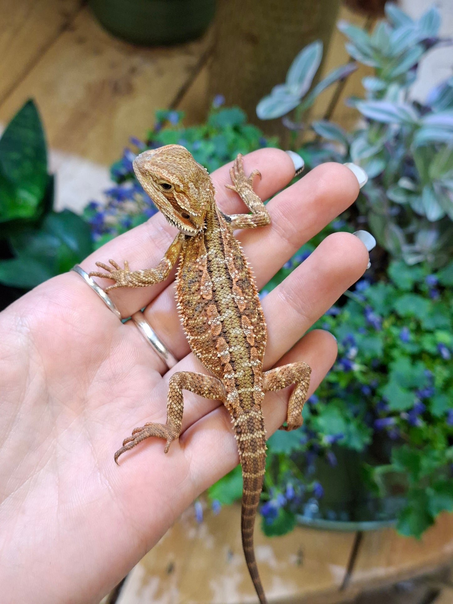 Bearded Dragon (Mixed Morphs) - Pogona vitticeps