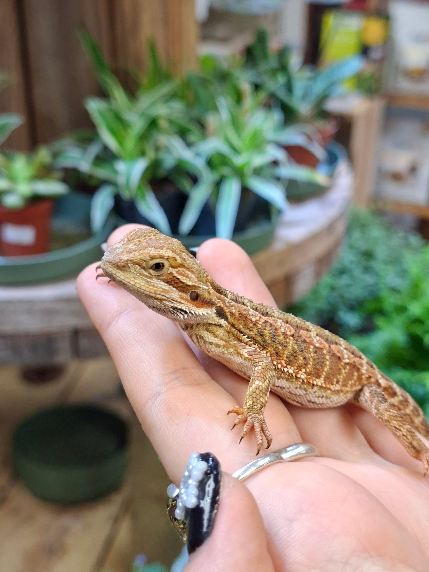 Bearded Dragon (Mixed Morphs) - Pogona vitticeps