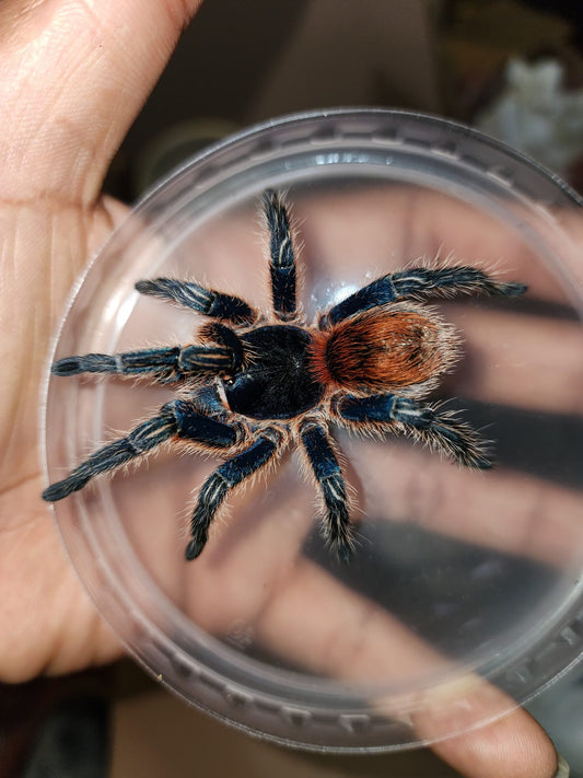 Thrixopelma cyaneolum (Red) Turquoise Red Rump (1cm)