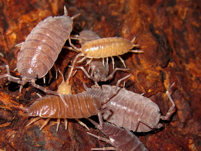 Porcellionides Pruinosus x 10