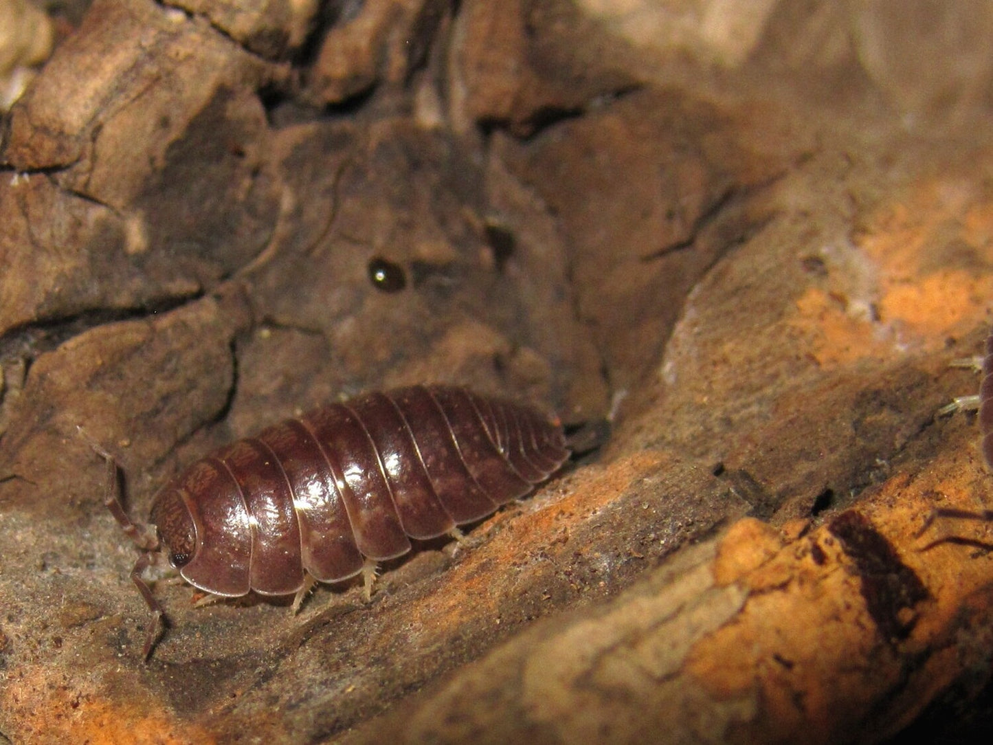Porcellio Leavis Grey x 10