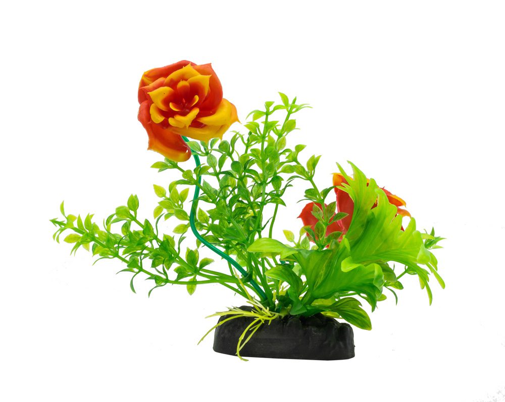Aq Roses AQ Rose Red 15cm – Riverview Reptiles