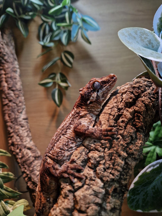 Gargoyle Geckos Adults