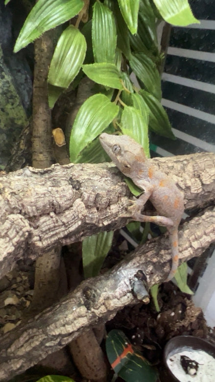 Orange Spot Gargoyle Gecko