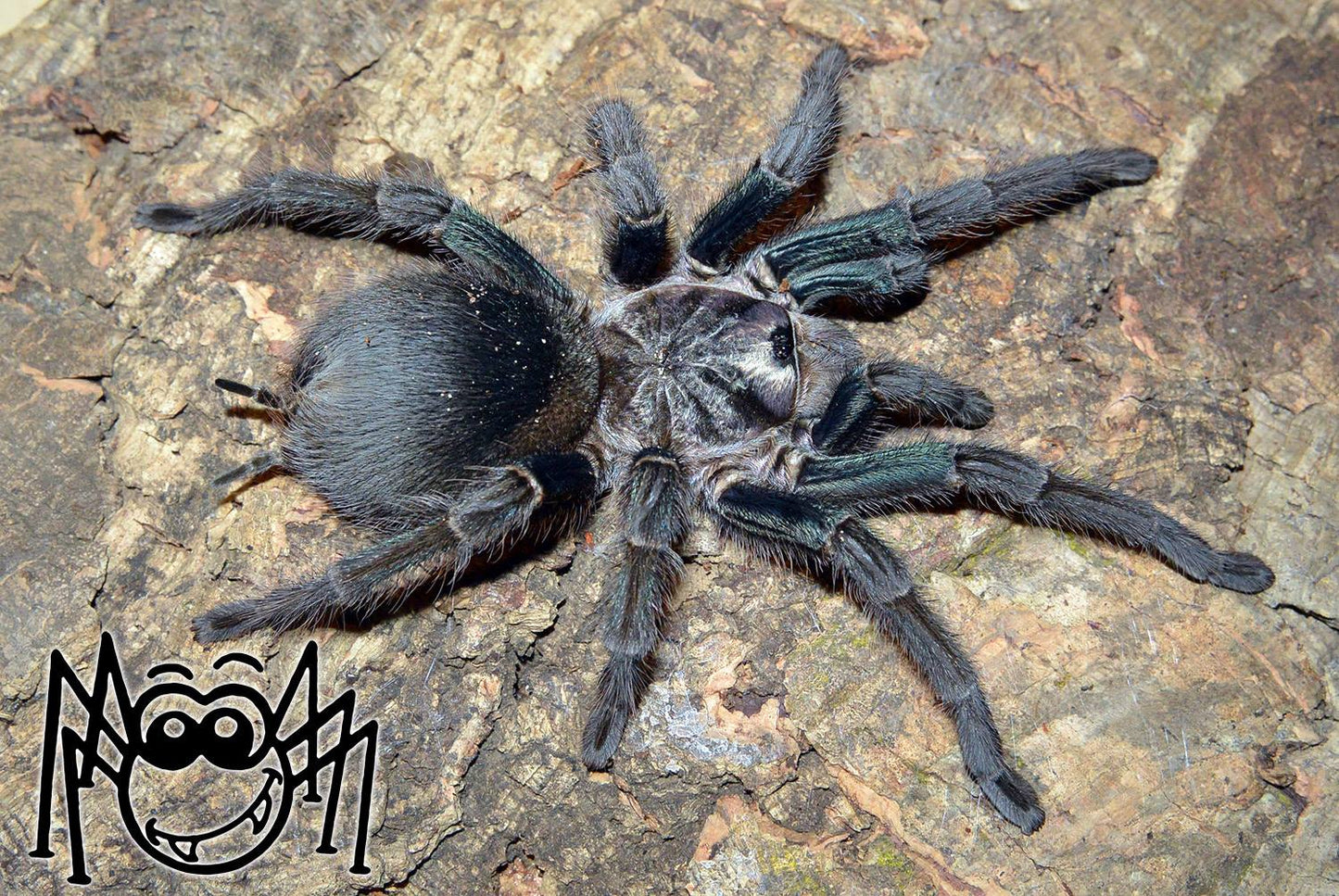 CB Phormictopus sp. "Green gold" - Green Gold Bird Eater 6cm