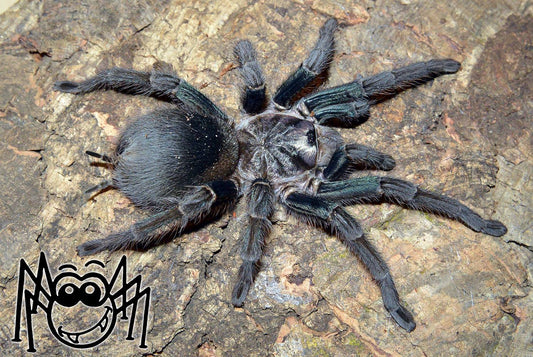 CB Phormictopus sp. "Green gold" - Green Gold Bird Eater 6cm