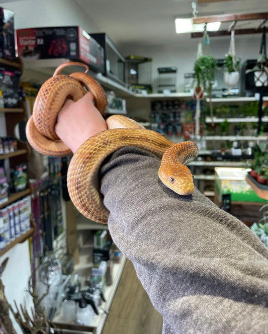 Rehomer Eastern Rat Snake (Pantherophis quadrivittatus)